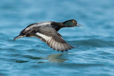 Tar Sands Effects on Migratory Birds